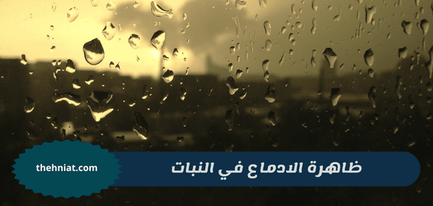 ظاهرة الادماع في النبات,